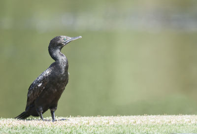 Bird on grassy field