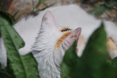 Close-up of a cat