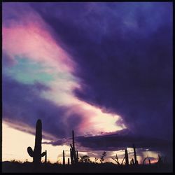 Silhouette trees against sky during sunset