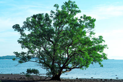 Tree by sea against sky