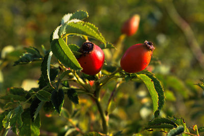 Close-up of berries growing on plant