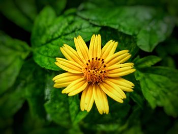 Close-up of yellow flower