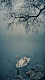 Swan swimming in lake during foggy weather