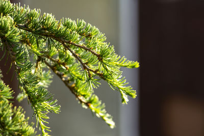 Close-up of fresh green plant