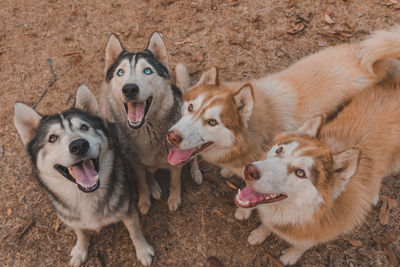Siberian husky flocks is waiting for it's boss to give food because it wants to eat.