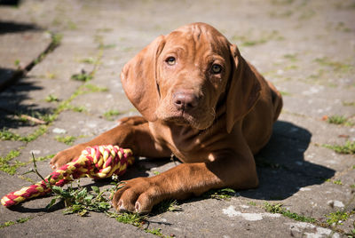 Close-up portrait of dog sitting by toy on footpath