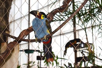 Bird perching on chainlink fence