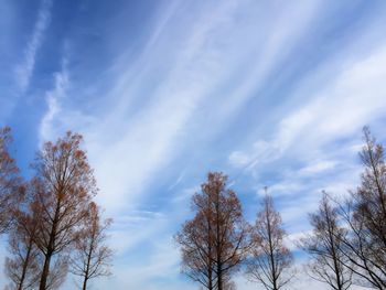 Low angle view of trees against cloudy sky