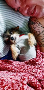 Dog lying down on bed