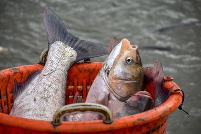 Close-up of fish in sea