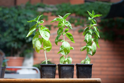 Close-up of potted plant on table