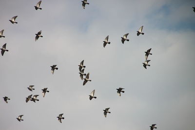 Low angle view of birds flying against sky