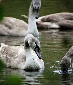 Swan swimming in lake