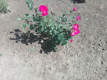 High angle view of pink flowers blooming outdoors