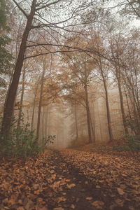 Trees in forest during autumn