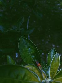 Close-up of green leaves