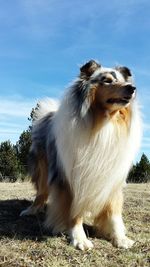 Close-up of horse against sky