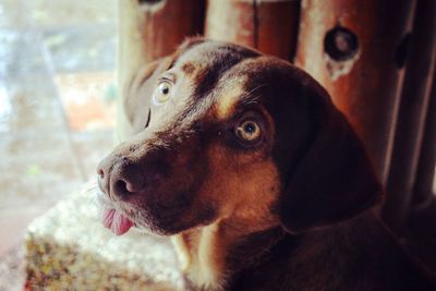 Close-up portrait of dog