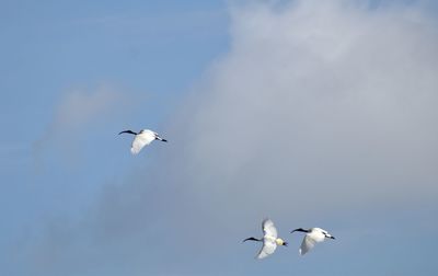 A group of white ibis soaring high in the sky