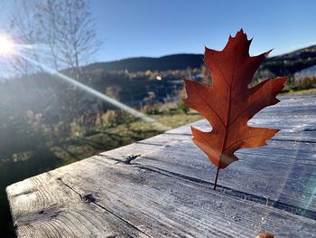 Close-up of an oak leaf on  picnic table, corner brook, nl