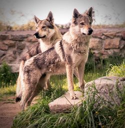 View of two dogs on field