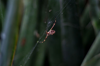 Close-up of spider on web