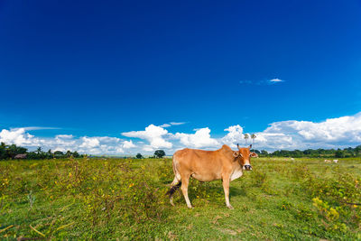 Horses in a field