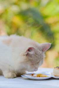 Close-up of cat eating food