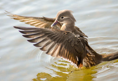 Close-up of bird flying over lake