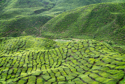 Green fields of tea plantation cameron highlands, malaysia