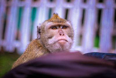 Portrait of monkey sitting outdoors