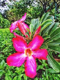 Close-up of wet red day lily blooming outdoors