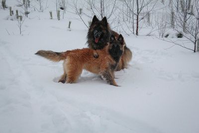 Dog on snow field during winter