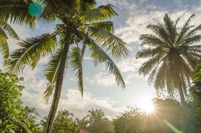 Low angle view of palm trees against sky