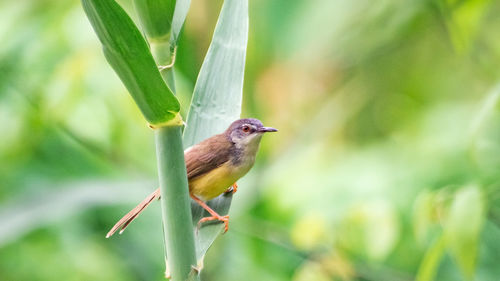 Close-up of bird perching on plant