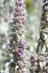 Close-up of purple flowering plant