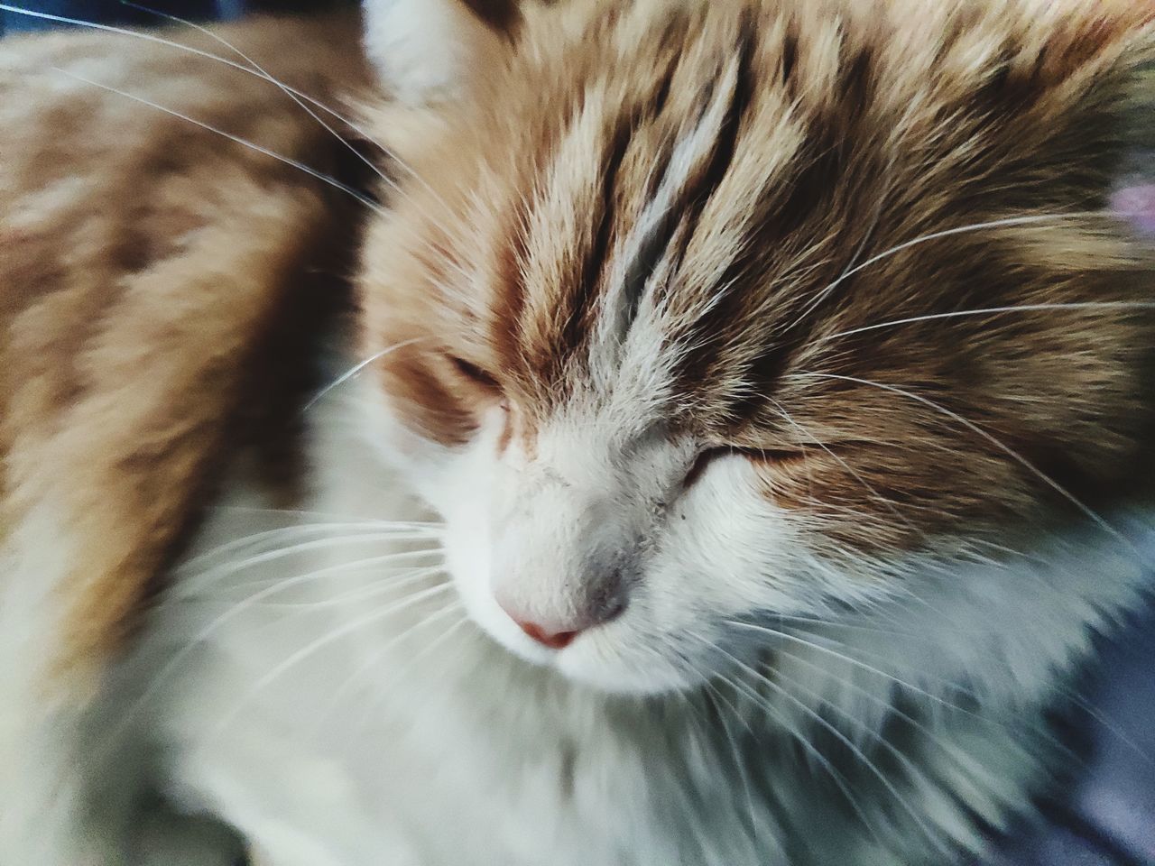 CLOSE-UP OF A CAT SLEEPING ON BED