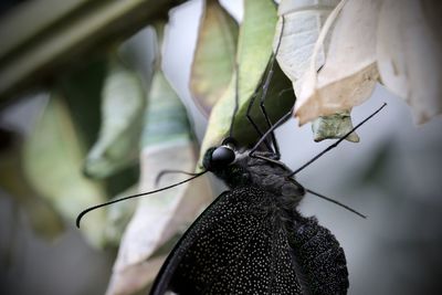 Close-up of plant