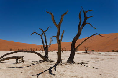 Bare tree in desert against clear blue sky