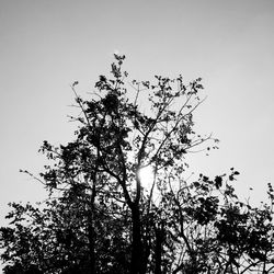 Low angle view of bare trees against clear sky