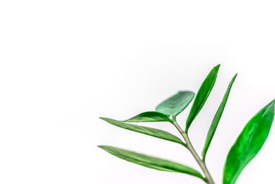 Close-up of leaves against white background