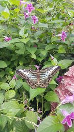 Butterfly on flower