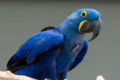 Close-up of blue parrot perching