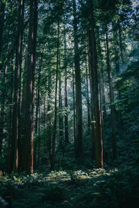 Trees in forest