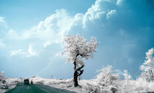 Palm trees against cloudy sky