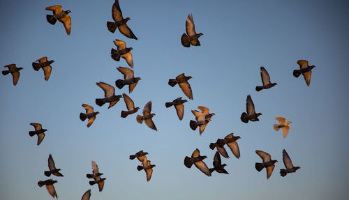 Low angle view of birds flying