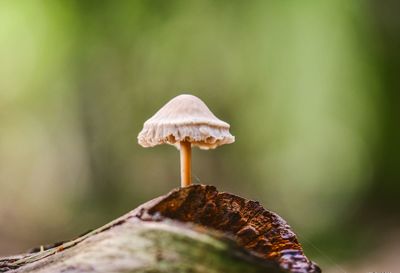 Close-up of mushroom growing on land