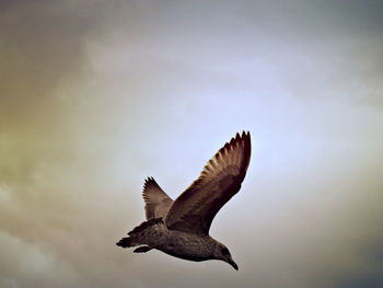Low angle view of eagle flying against sky