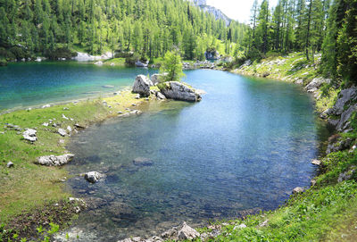 Scenic view of river amidst trees in forest