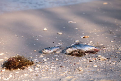 Red tide causes fish to wash up dead on delnor-wiggins pass state park beach in naples, florida